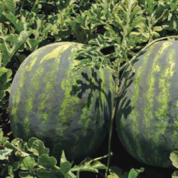 Arbuz Romanza F1 1 tyś. nasion st